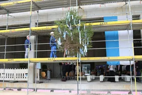The topping-out tree is in place, an important step has been taken (Photo: THI). Bild des Richtbaums