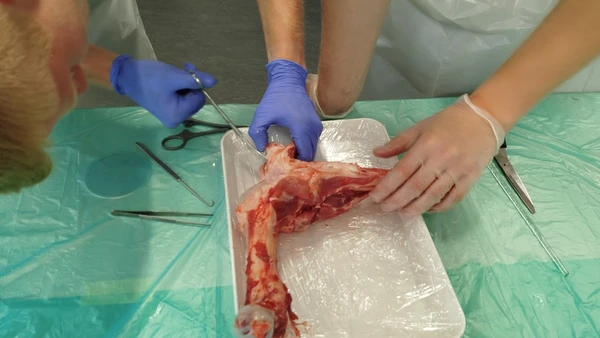 Schweineknie auf der Sezierschale